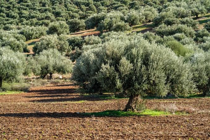 زياتين قديمة بجذوع ضخمة وشباك الجني مفروشة تحتها